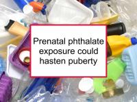 Prenatal phthalate could hasten puberty