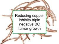 Reducing copper inhibits triple negative BC tumor growth