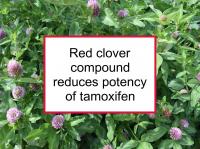 Red clover interferes with tamoxifen
