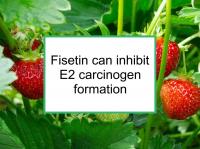 Fisetin can inhibit E2 carcinogen formation