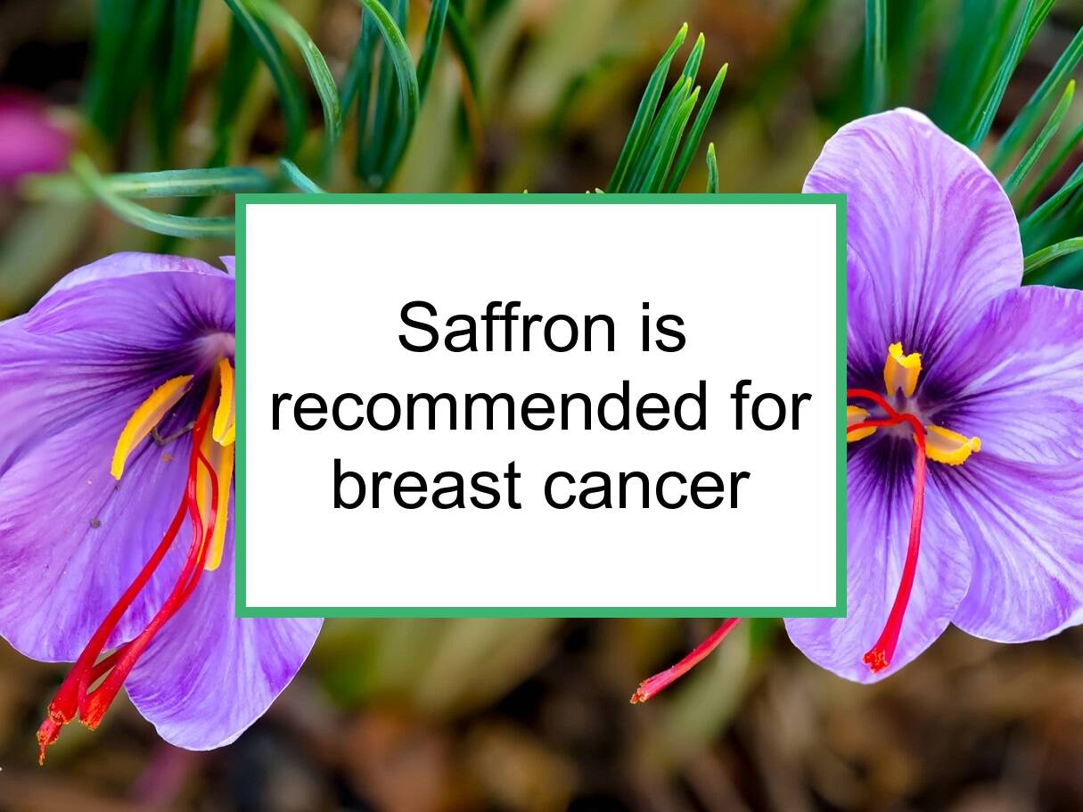 Saffron Is Recommended For Breast Cancer In Moderation Food For Breast Cancer