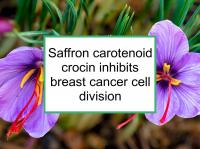 Saffron carotenoid crocin inhibits breast cancer cell division