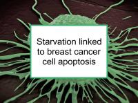 Starvation linked to breast cancer cell apoptosis