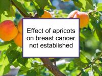 Effect of apricots on breast cancer not established