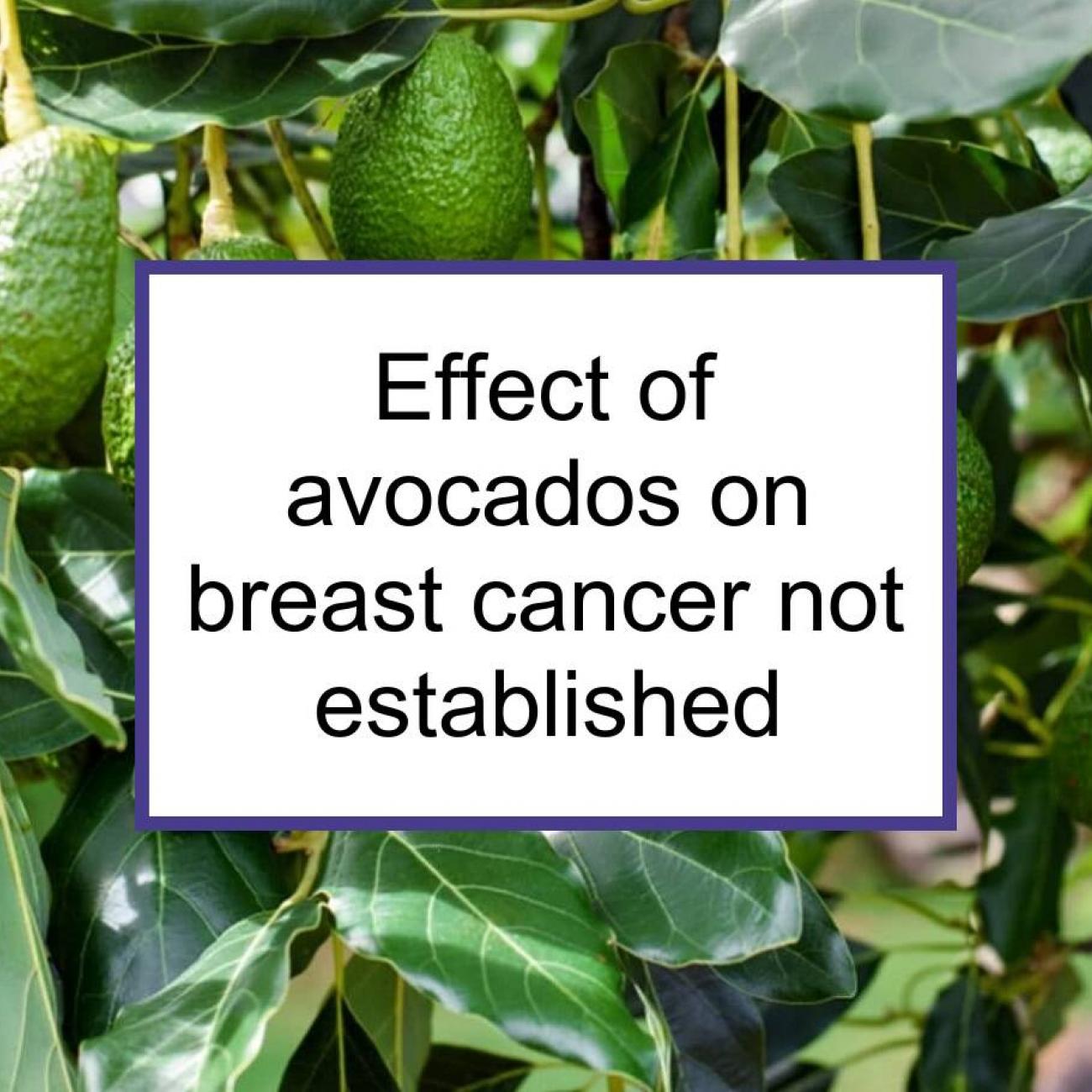 Are avocado leaves poisonous to livestock such as goats or cows