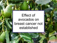 Effect of avocados on breast cancer not established