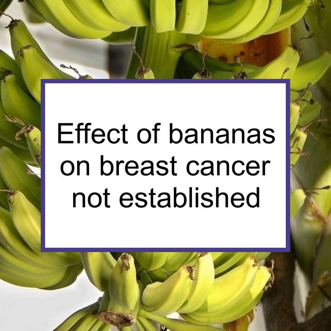 Studies Have Not Established The Effect Of Bananas On Breast Cancer | Food  for Breast Cancer