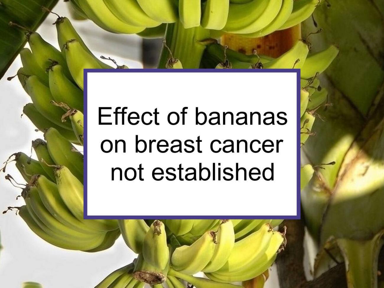 Studies Have Not Established The Effect Of Bananas On Breast Cancer