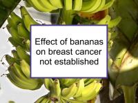 Effect of bananas on breast cancer not established