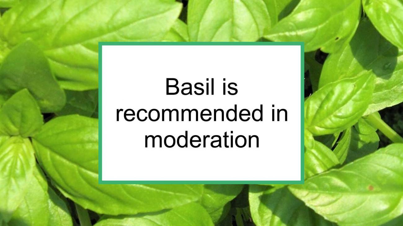 Basil Is Recommended For Breast Cancer In Moderation Food for