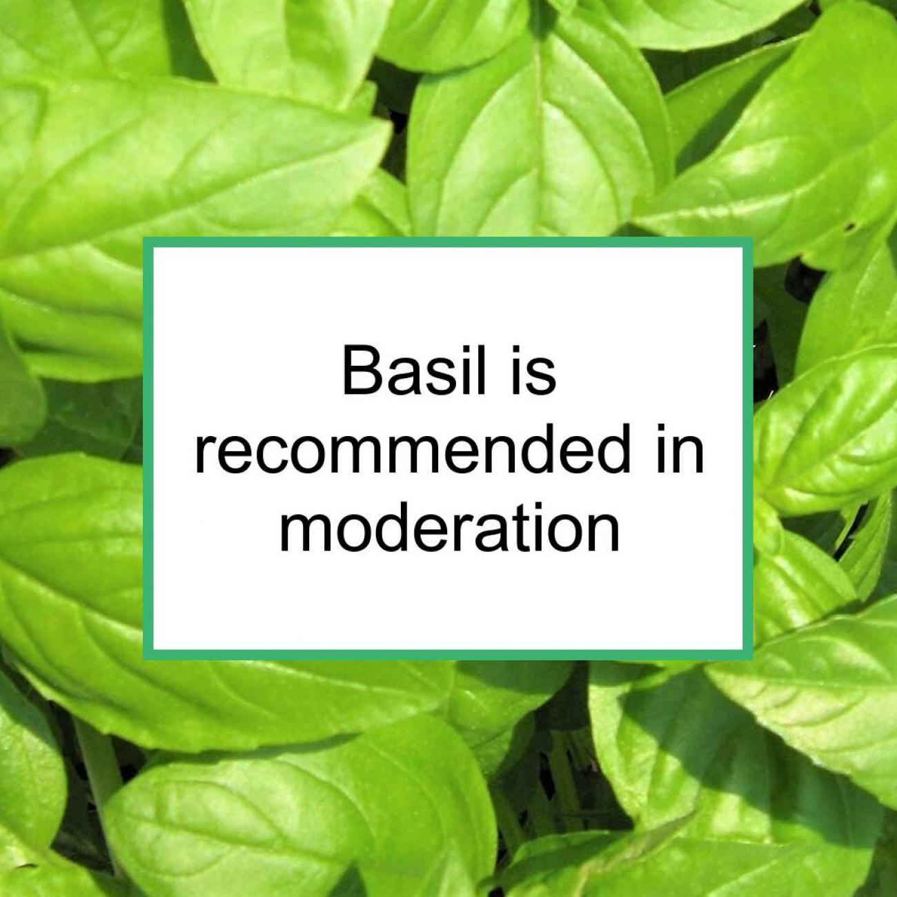 Basil Is Recommended For Breast Cancer In Moderation Food for