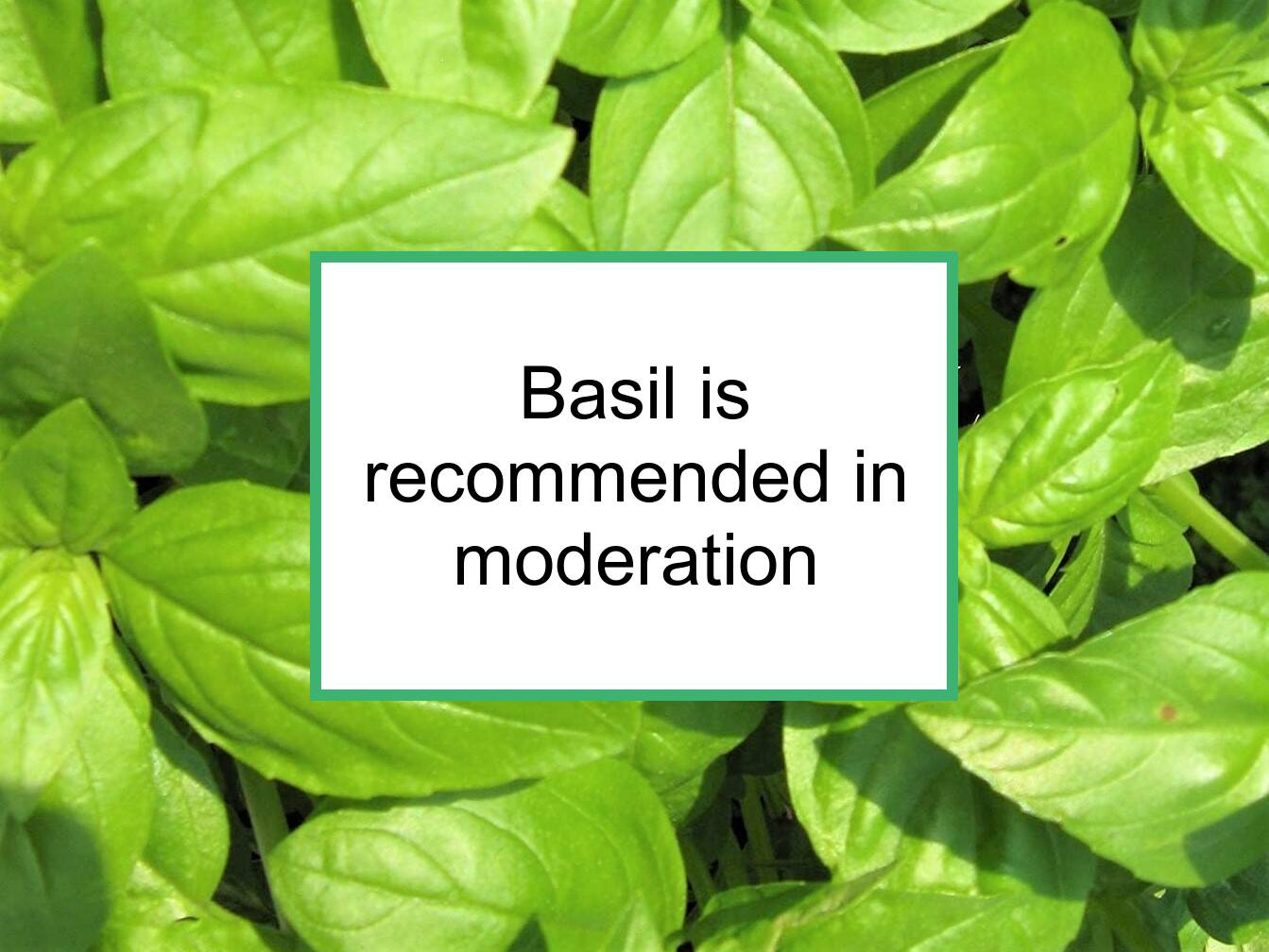 Basil Is Recommended For Breast Cancer In Moderation Food for