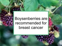 Boysenberries are recommended for breast cancer