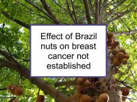 Effect of Brazil nuts on breast cancer not established