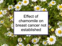 Effect of chamomile on breast cancer not established