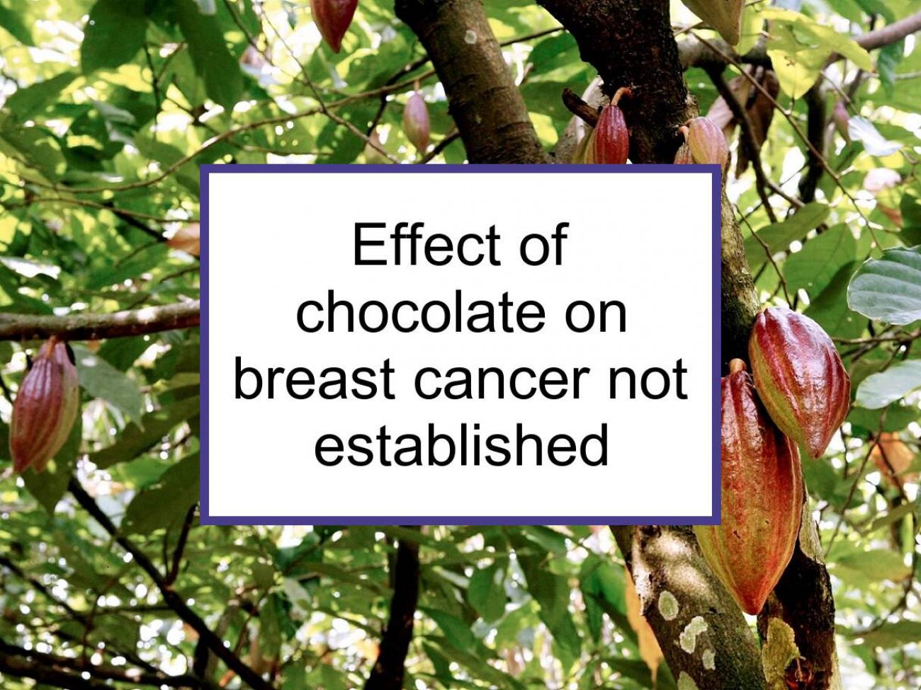 Studies Have Not Established The Effect Of Chocolate On Breast Cancer |  Food for Breast Cancer