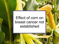 Effect of corn on breast cancer not established