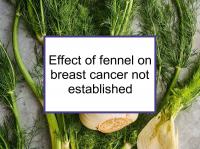 Effect of fennel on breast cancer not established