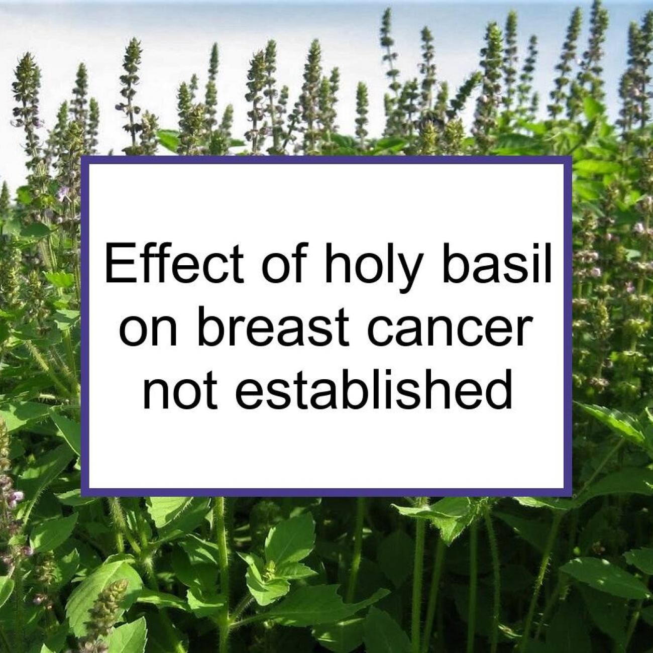 Studies Have Not Established The Effect Of Holy Basil On Breast