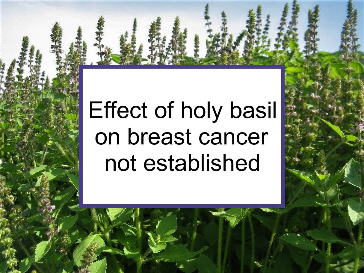 Studies Have Not Established The Effect Of Holy Basil On Breast