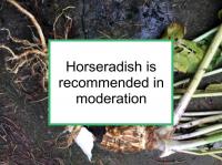 Horseradish is recommended in moderation