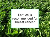 Lettuce is recommended for breast cancer