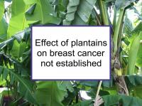 Effect of plantains on breast cancer not established