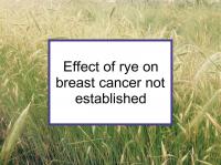 Effect of rye on breast cancer not established