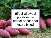Effect of sweet potatoes on breast cancer is not established