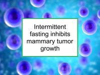 Intermittent fasting inhibits mammary tumor growth