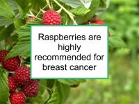 Raspberries are highly recommended for breast cancer