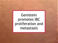 Genistein promotes IBC proliferation and metastasis