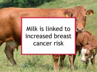 Milk is linked to increased breast cancer risk