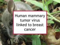 Human mammary tumor virus linked to breast cancer