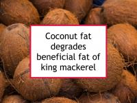 Coconut fat degrades beneficial fat of king mackerel