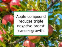 Apple compound reduces triple negative breast cancer growth