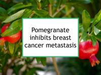 Pomegranate inhibits breast cancer metastasis