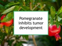 Pomegranate inhibits tumor development