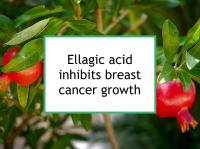 Ellagic acid inhibits breast cancer growth