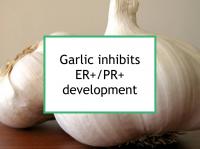 Garlic inhibits ER+/PR+ development