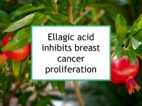 Ellagic acid inhibits breast cancer proliferation