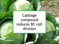 Cabbage compound reduces BC cell division