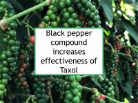 Black pepper increases effectiveness of Taxol