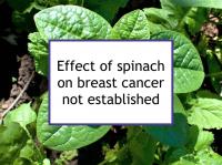 Effect of spinach on breast cancer not established