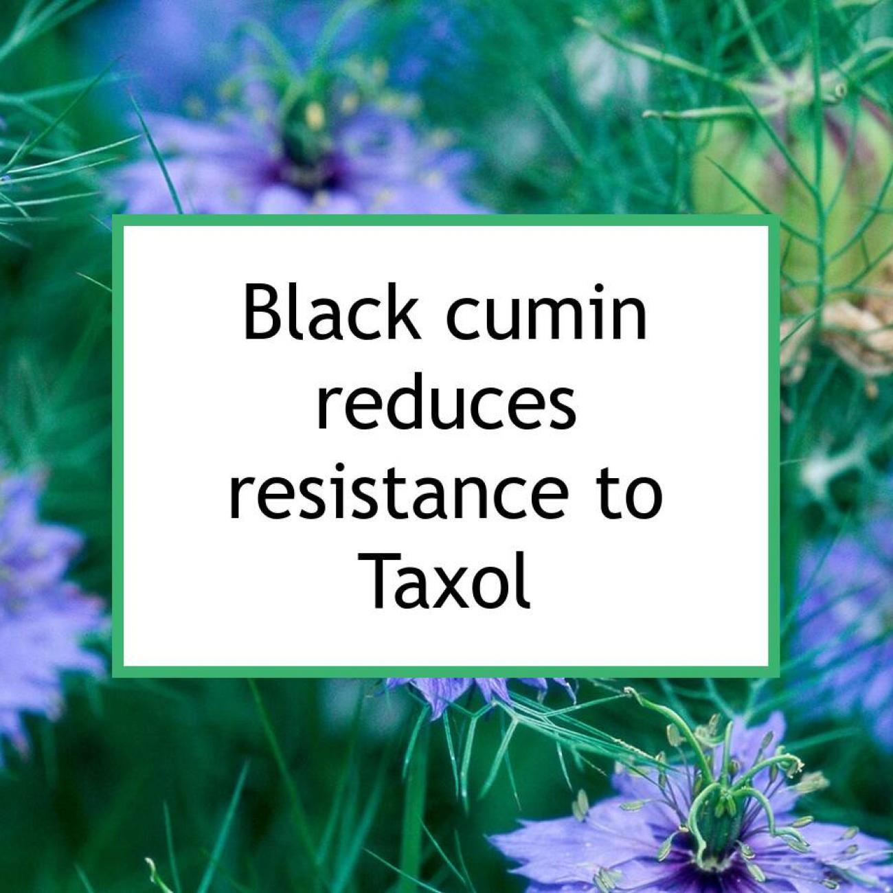 Black Cumin Reduces Resistance To Taxol Chemotherapy | Food for Breast  Cancer