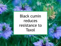 Black cumin reduces resistance to Taxol