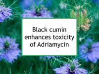 Black cumin enhances toxicity of Adriamycin