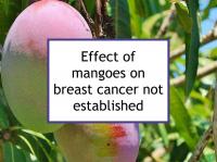 Effect of mangoes on breast cancer not established