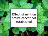Effect of mint on breast cancer not established