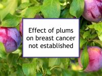Effect of plums on breast cancer not established